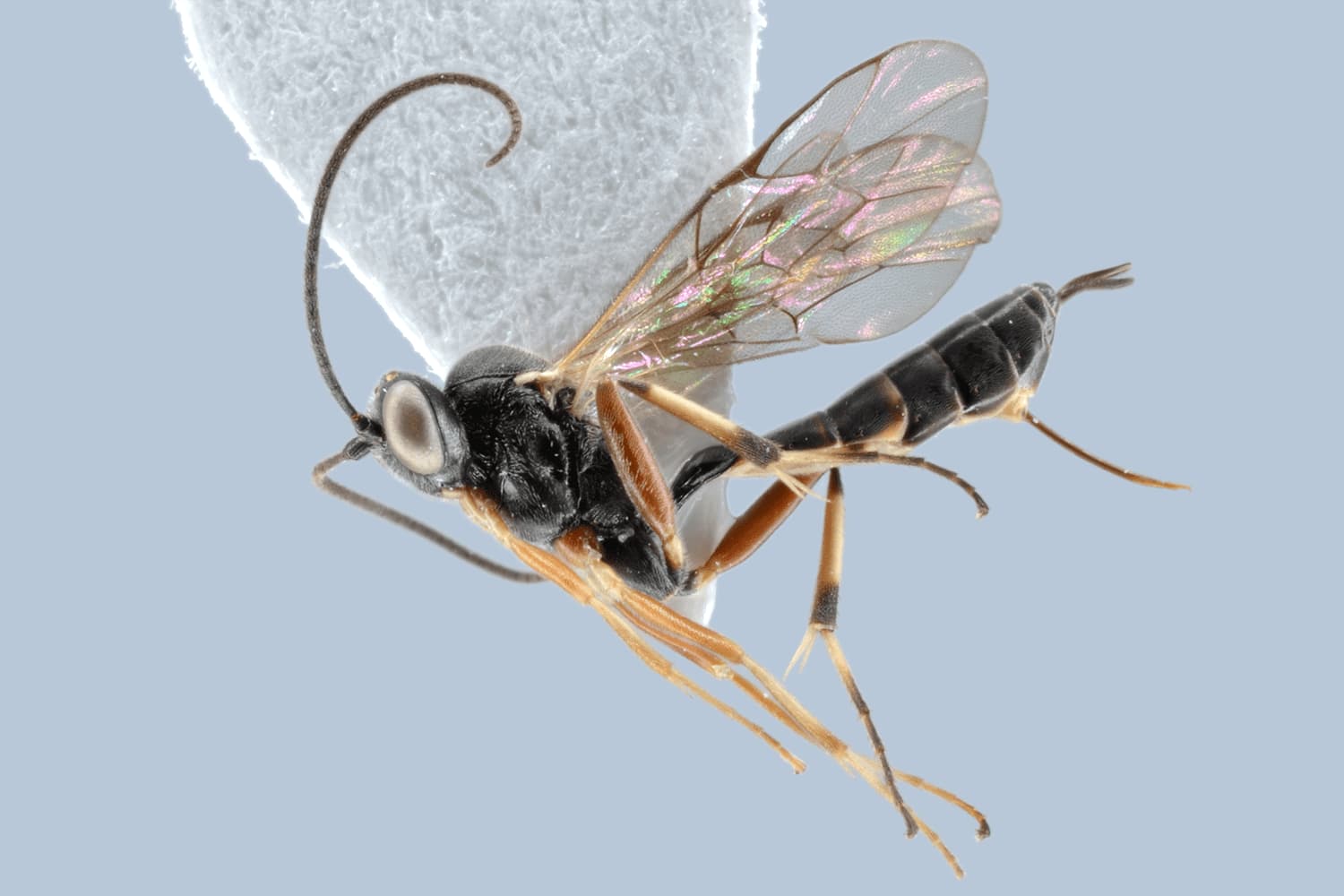 Default image